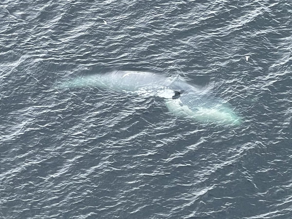 One of our pilots captured this fantastic image of a feeding Sei Whale in the #falklands #WHALES #Whale #seiwhale #hungrierthanahorse