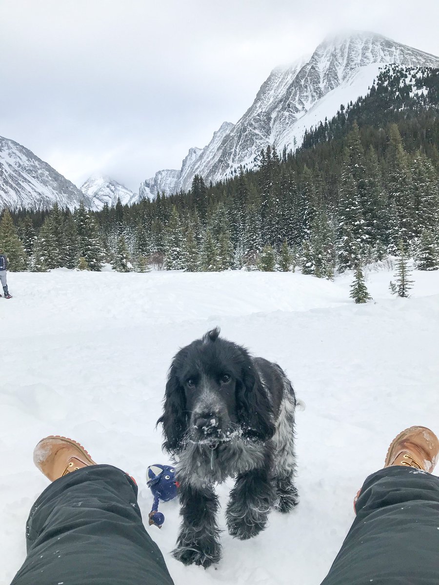 AdventureCocker's tweet photo. Mountain life #twitterdogcommunity #dogs #dogsofinstagram #englishcockerspaniel #dogsoftwitter #canada #britishcolumbia https://t.co/ZpzPKhAEI2