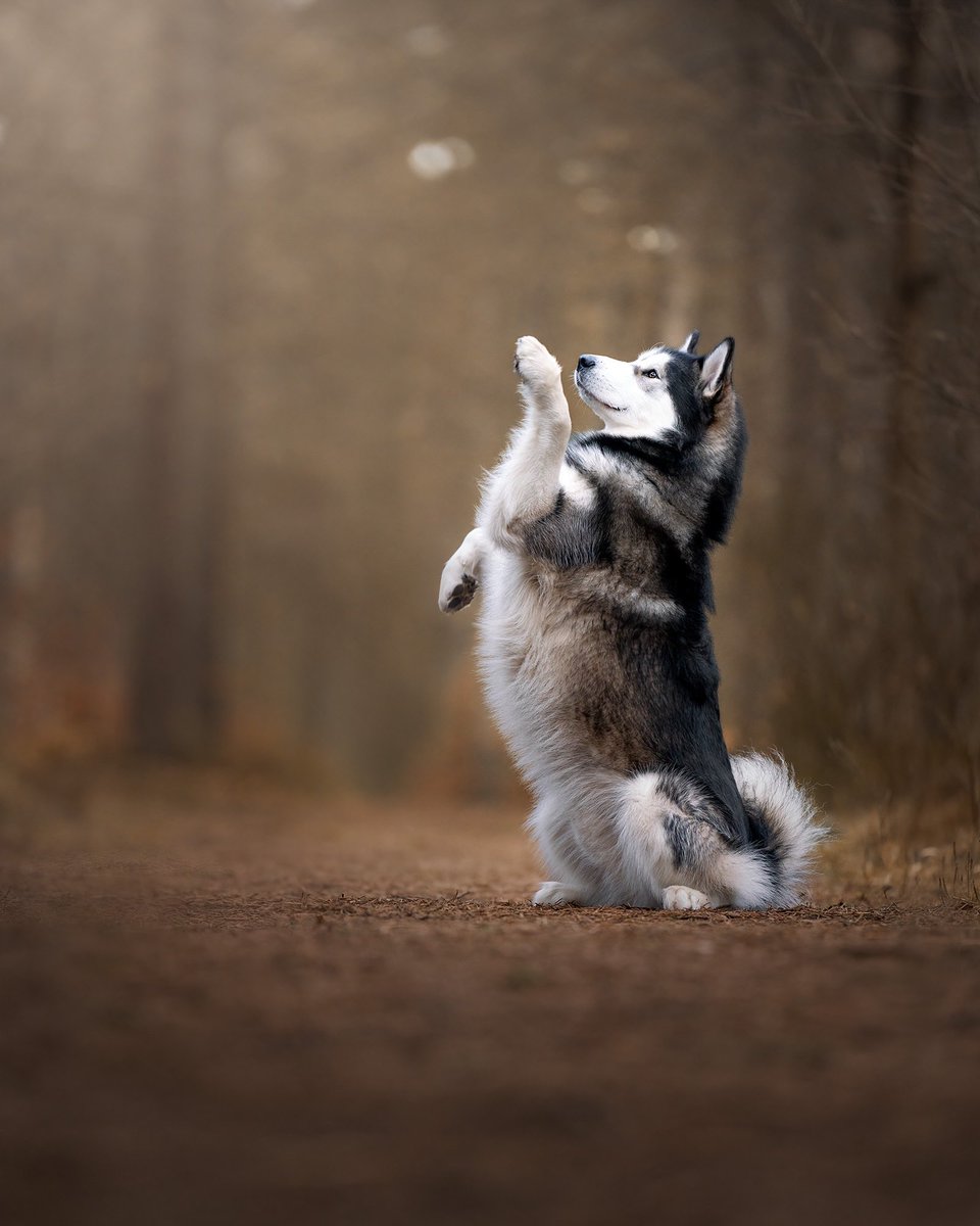 Tales Trails and Wagging Tails tweet media