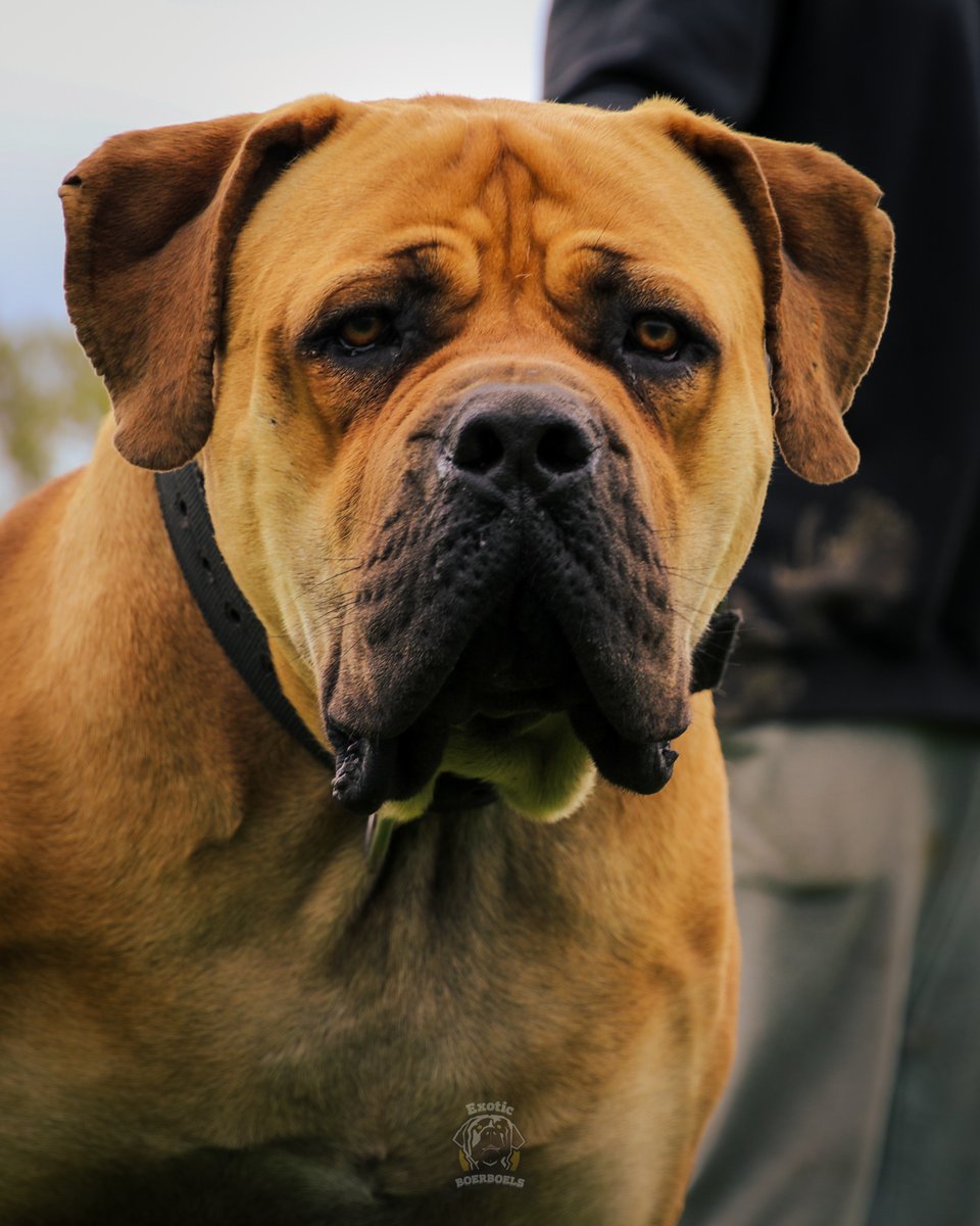 Just another day at the office 💯💯. Great shape, temperament, and overflowing charisma🔥🔥. This is what we produce. Puppies are out soon.

Youtube👉youtube.com/c/ExoticBoerbo…

Follow @boerboel_breeder_int to see more content about Exotic South African Boerboels.