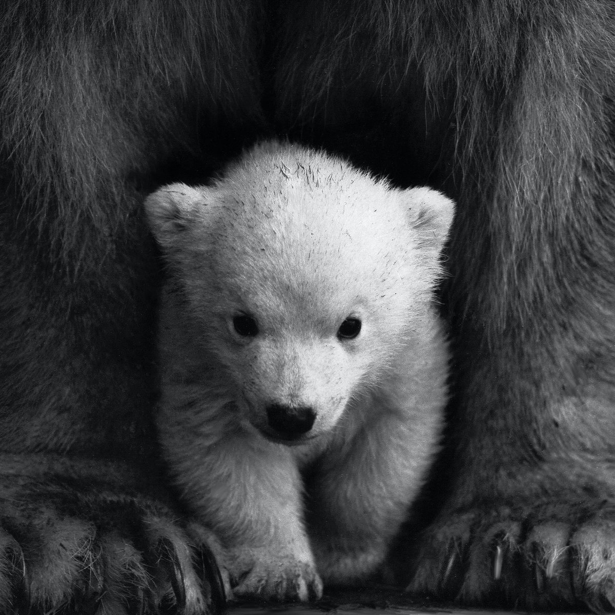 midogtest's tweet photo. Polar bears are at risk of losing more and more of their habit due to many factors. So lets do our part to better their lives #polarbearday #savepolarbears  #midog #midogtest #vetinary #vet #vettechlife #vetdiagnostics #veterinarymedicine #microbiomehealth #microbiome https://t.co/MT1Gjrv41P
