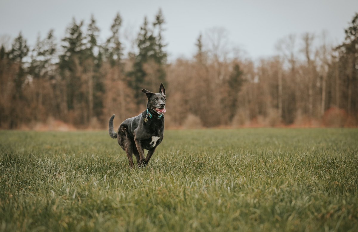 Keeping your senior dog fit is probably one of the best things you can do for them 💜