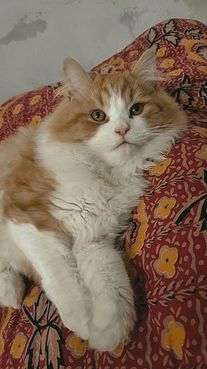 LivingShiro's tweet photo. Hey everyone my account has been dead... cause my hooman wasn't able to tweet but i hope you can help me raising my account🥺❤️
#bemyfriend https://t.co/geOoP0DJBB