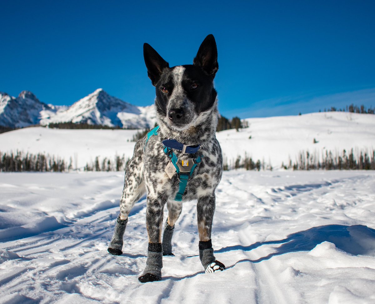 SuperStriderPup tweet picture