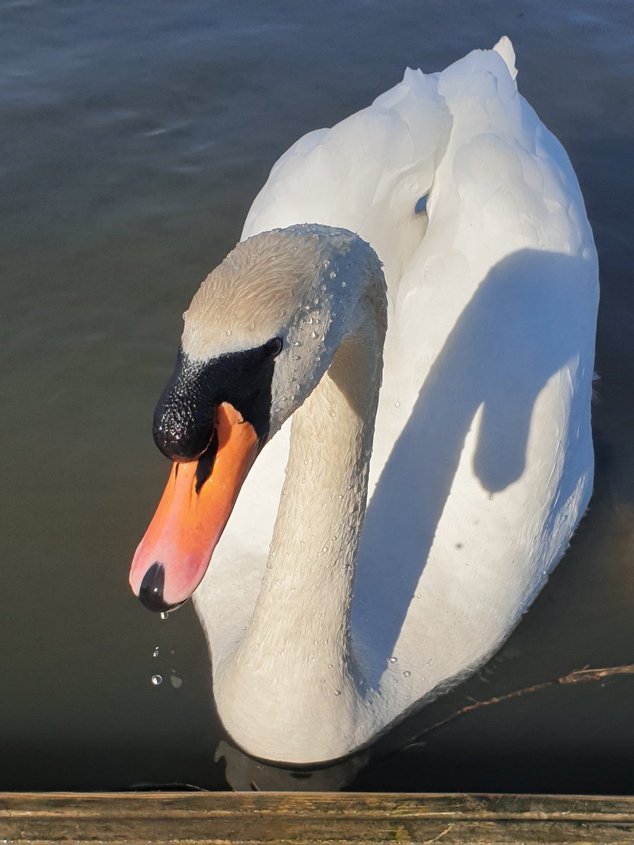 Alison Flanders tweet media