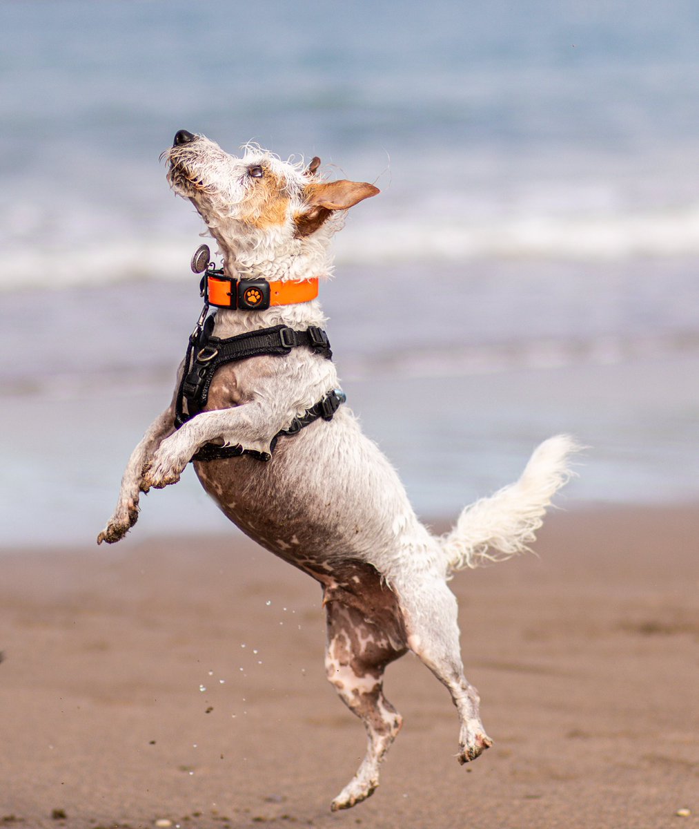 One of my fav photos of Murphy. Just sums him up! A ball of energy at his happiest at the beach 🥰 
#twitterdogcommunity #dogsoftwitter #canonphotography #JackRussell