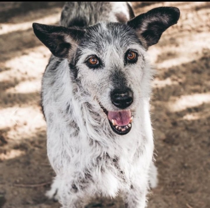 Ribercan's tweet photo. Hera ha fallecido. Hace unos meses la operamos y ha estado recuperándose en casa de una voluntaria. Esta semana le detectaron 20 tumores nuevos y no hemos podido hacer nada por ella. 
Muchas gracias a Eva por cuidarla y estar con ella hasta el último momento. ❤❤ https://t.co/GB6QvRYQoZ