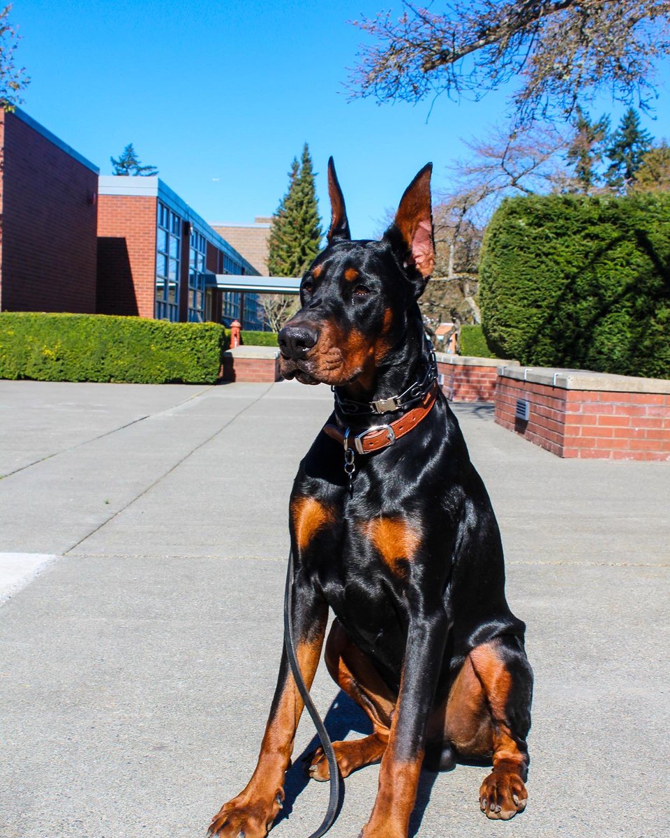 My handsome boy is 10 months old today 🥺🤍 #Doberman #twitterdogcommunity