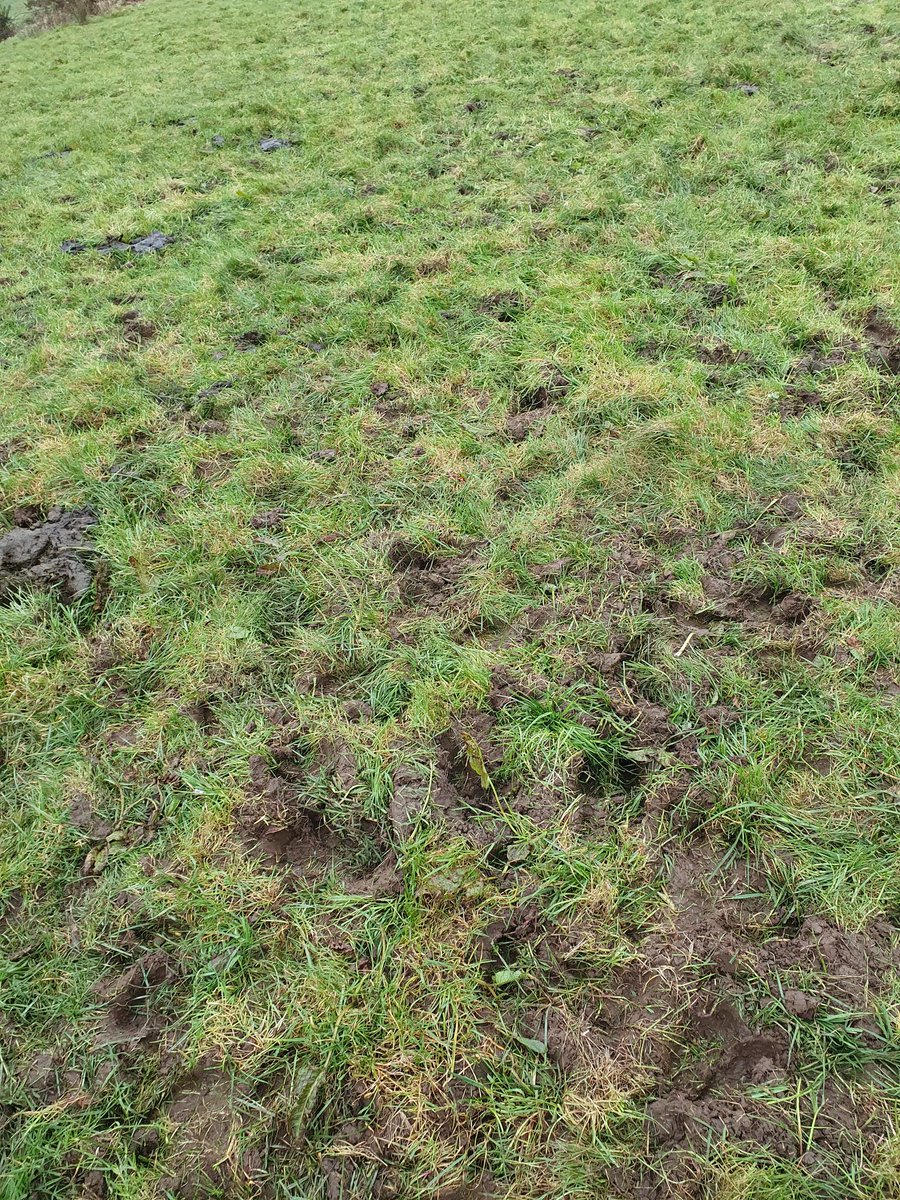 2pintpaddy's tweet photo. Cows spent the full day out on grass, brought them In for milking at 4pm. Little bit of surface damage, but overall I'm very happy with the graze out.
#SpringRotationalPlanner #GrassToMilk2022 https://t.co/QMx3a8a2fk