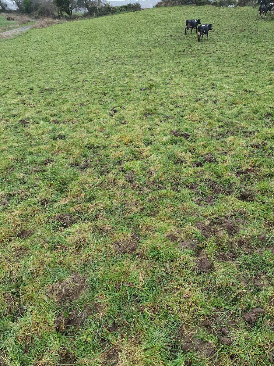 2pintpaddy's tweet photo. Cows spent the full day out on grass, brought them In for milking at 4pm. Little bit of surface damage, but overall I'm very happy with the graze out.
#SpringRotationalPlanner #GrassToMilk2022 https://t.co/QMx3a8a2fk