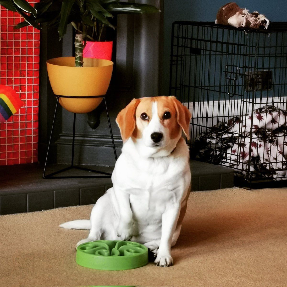 tiggtag's tweet photo. Hooman, tiz food time, thank you please!
#beagle #dogstagram #beaglesofglasgow #dogsoftwitter #dogsofglasgow #dog #mygirl #dogslife https://t.co/jdiH3vf3QW