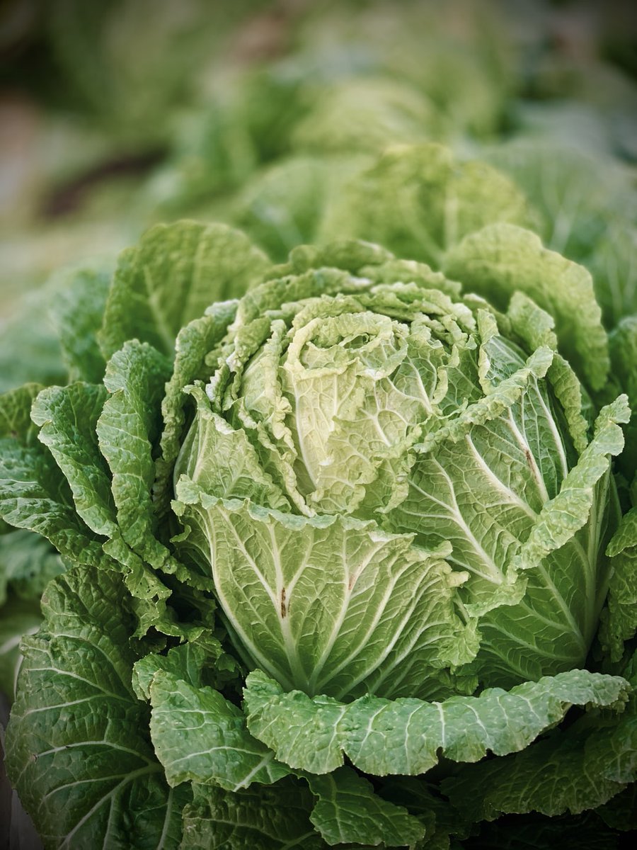 KimitecGroup's tweet photo. 🧠🌿🥬 ¿Conoces #CRESCERE? 👉🏼 Un proyecto con el que buscamos aumentar el valor añadido de #plantas con alto valor nutricional y quimiopreventivo a través del desarrollo de nuevos usos y aplicaciones.

+ info ➡️ https://t.co/vABWS47ZJJ | #MakingAVision https://t.co/AP6opf81Vh