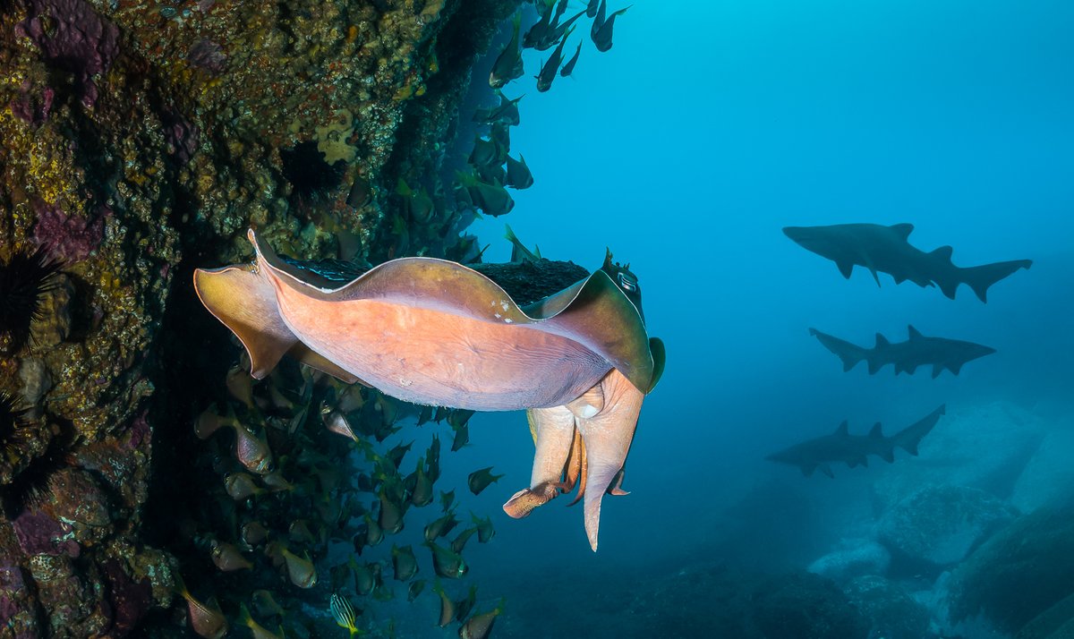 I have added licensing terms to my Underwater Wildlife collection. 

I believe platforms will start adding this as standard very soon. Until then this should help avoided any misunderstandings