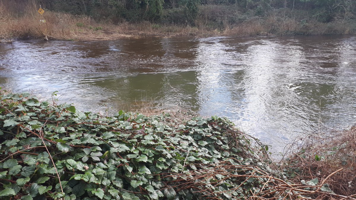 RLeixlip's tweet photo. Where the Rye meets the Liffey. The Rye having lower turbidity and colour meeting the liffey which is composed of water from a catchment with a much wider range of inputs - High colour from upland/peat areas and higher turbidty after the rainfall in the last few weeks. https://t.co/0lPym37ZSx