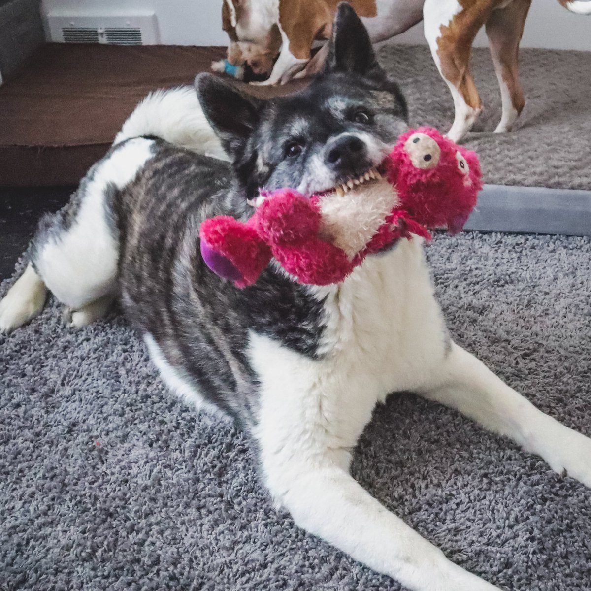 MiVarietyPack's tweet photo. Trying to do my taxes but she makes it really hard to focus 😆 

#dogsoftwitter #dogsofinstagram #twitterdogcommunity #dogsarelove https://t.co/Ut7WxLw8V3