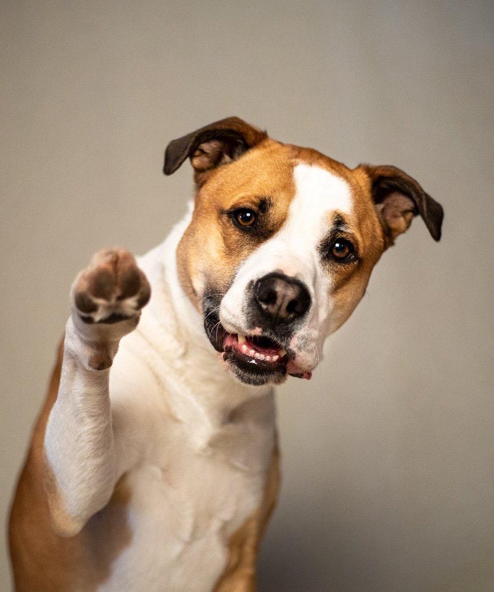 Hi everyone! We're excited to join in on @blusworldd space tonight at 7:30pm EST! It's gonna be a world of fun! You should come too! #woofnottweet #twitterdogcommunity #dogtwittercommunity #DogTwitter #twitterdog #dogtraining