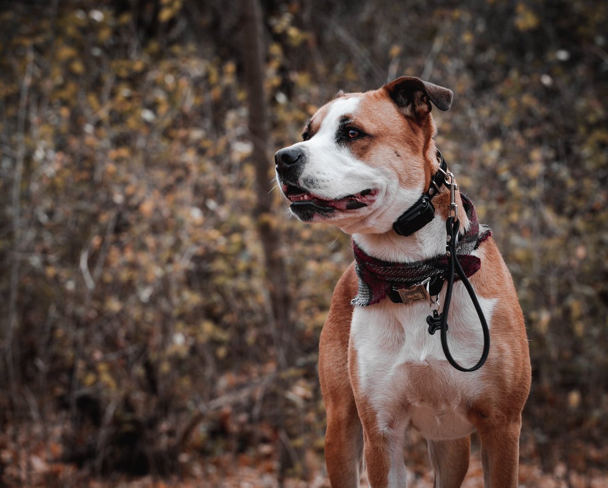 Ecollars, prongs, slip leashes, treats and toys oh my! It's all about the dog 💞 #dogtraining #DogTreats #prong #ecollar #dogs #dogsoftwitter #doge