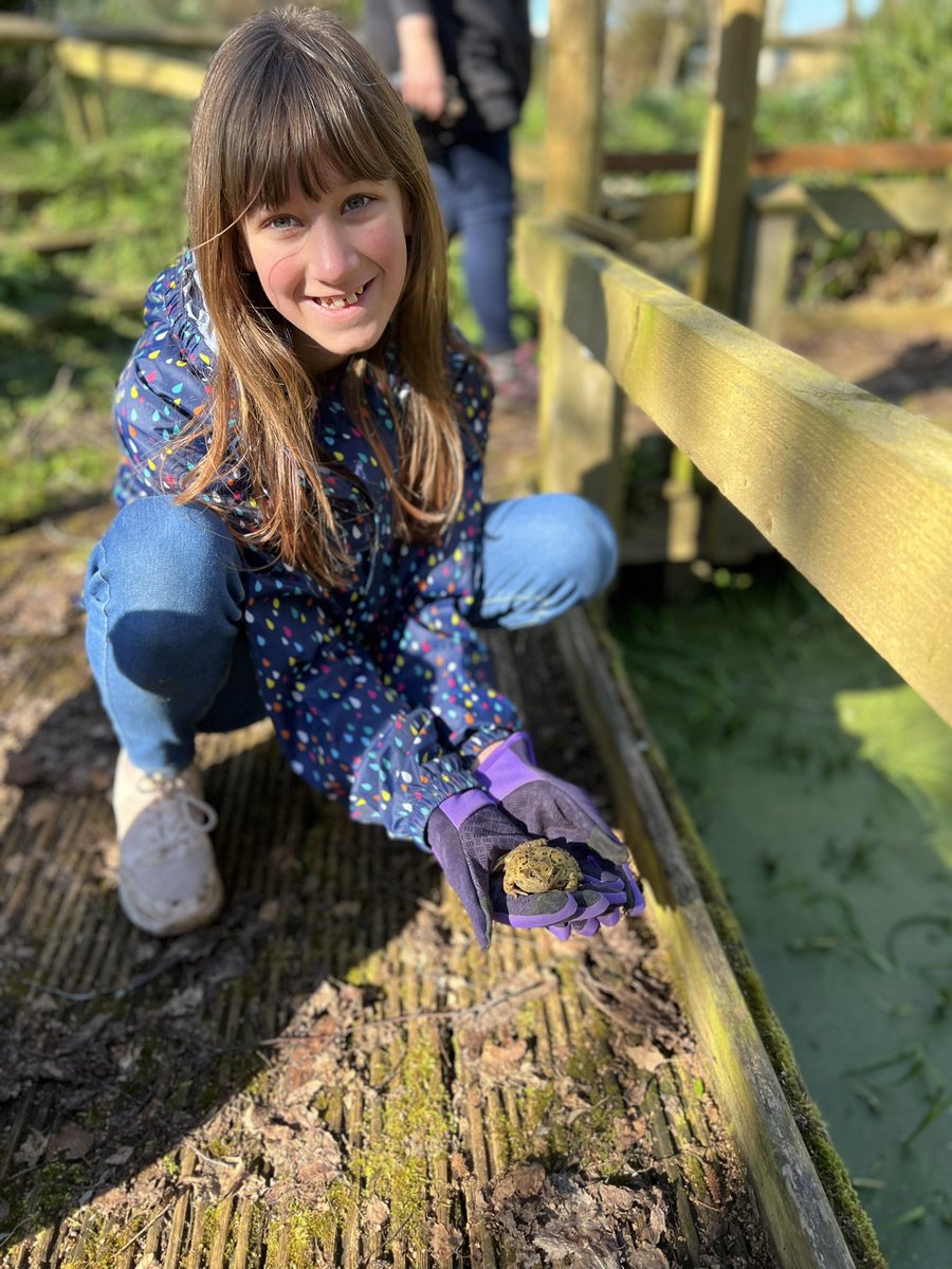 🐸 we safely moved one of our animal friends from the Community Allotment today to a nearby pond. Thanks for your help Sophiya 😁👏🏼