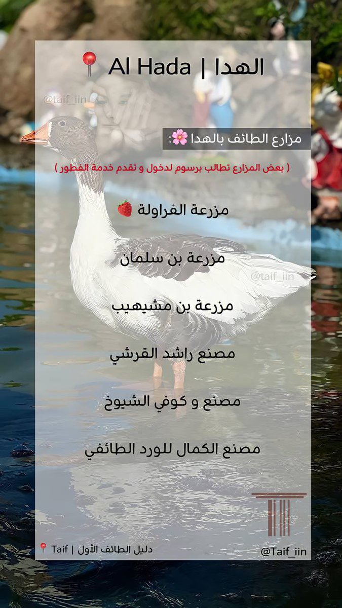 taif_iin's tweet photo. بدأ موسم قطف الورد الطائفي 

ارفقت لكم بعض مزارع #الهدا 🌸:

#الطائف https://t.co/mLRrFkANg8