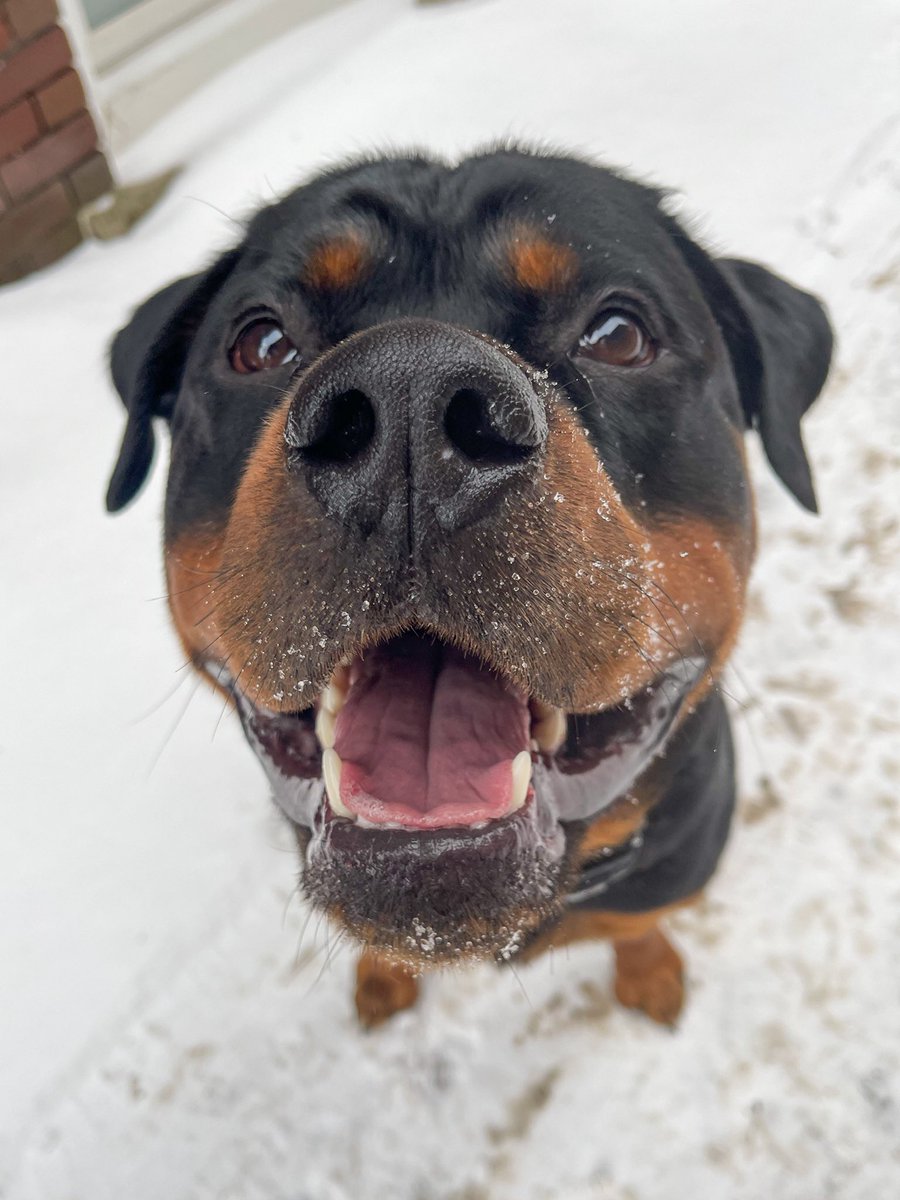 Otis The Rottie tweet media