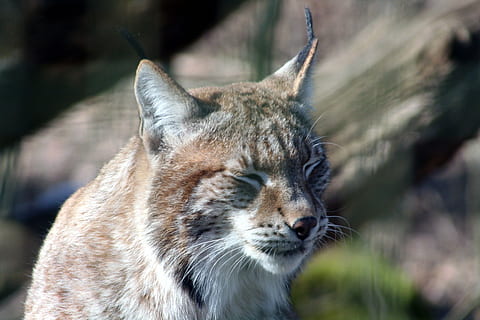 CMM_Play's tweet photo. 🟢 El proyecto #Iberlince en CLM tiene como objetivo mantener la especie del #lince ibérico, una de nuestras riquezas animales. @DSostenibleCLM #DíaMundialVidaSilvestre 

Conócelo mejor en este reportaje 👇

https://t.co/SFqPSNoYjr https://t.co/WCFLfHhh7z