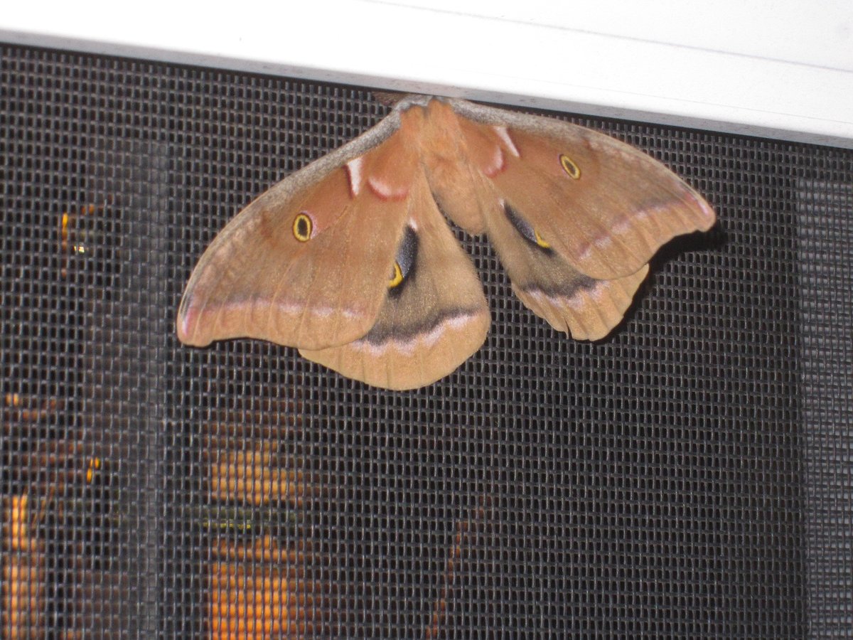 LaurieStrings's tweet photo. I'm sorting photos again today and I'm not sure if I've shared this kickass moth that came to visit a few years back. Is there a #bugtwitter hashtag specifically for moths? #Mothtwitter maybe? https://t.co/8R01p2zv0B