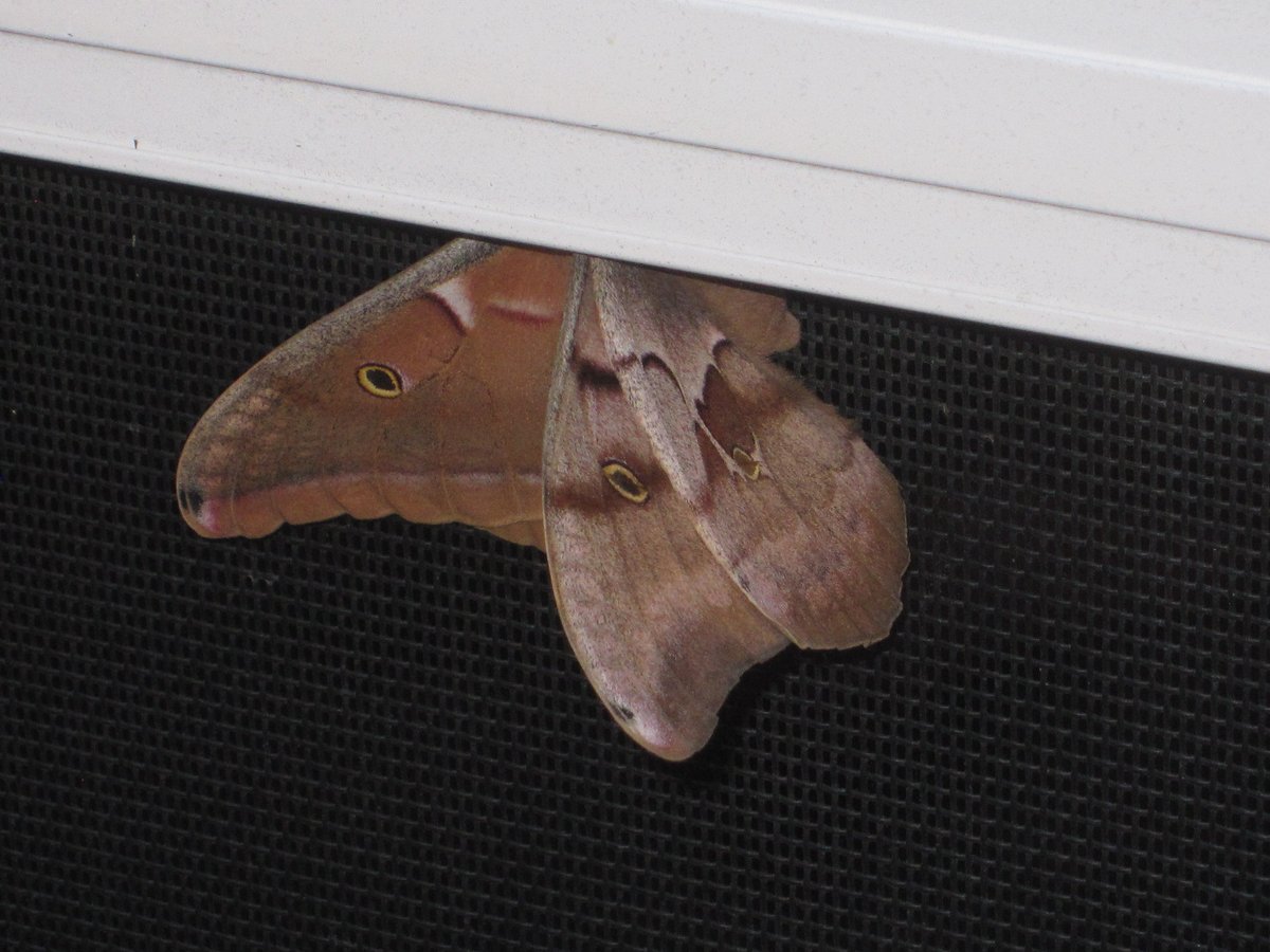 LaurieStrings's tweet photo. I'm sorting photos again today and I'm not sure if I've shared this kickass moth that came to visit a few years back. Is there a #bugtwitter hashtag specifically for moths? #Mothtwitter maybe? https://t.co/8R01p2zv0B