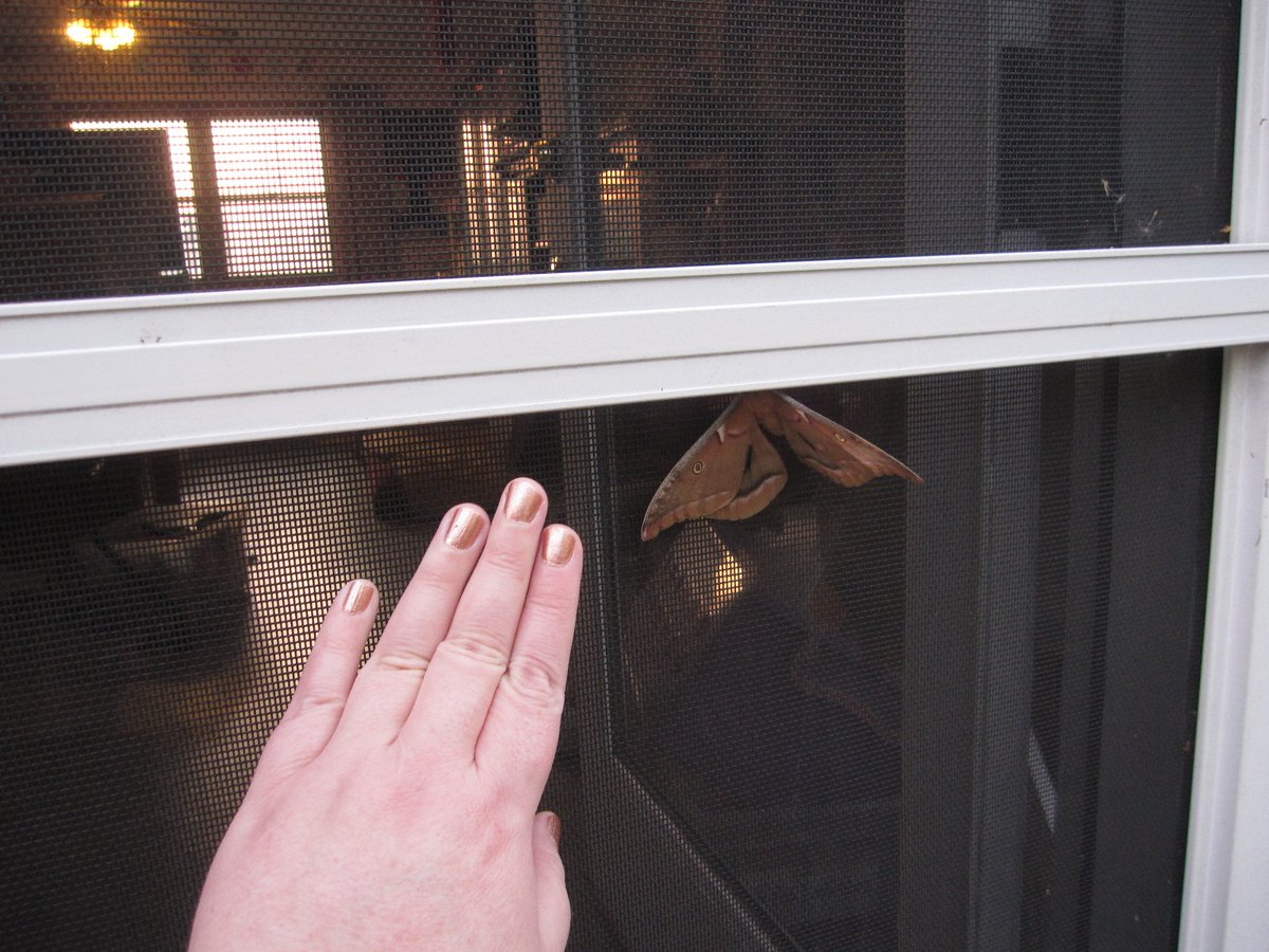 LaurieStrings's tweet photo. I'm sorting photos again today and I'm not sure if I've shared this kickass moth that came to visit a few years back. Is there a #bugtwitter hashtag specifically for moths? #Mothtwitter maybe? https://t.co/8R01p2zv0B