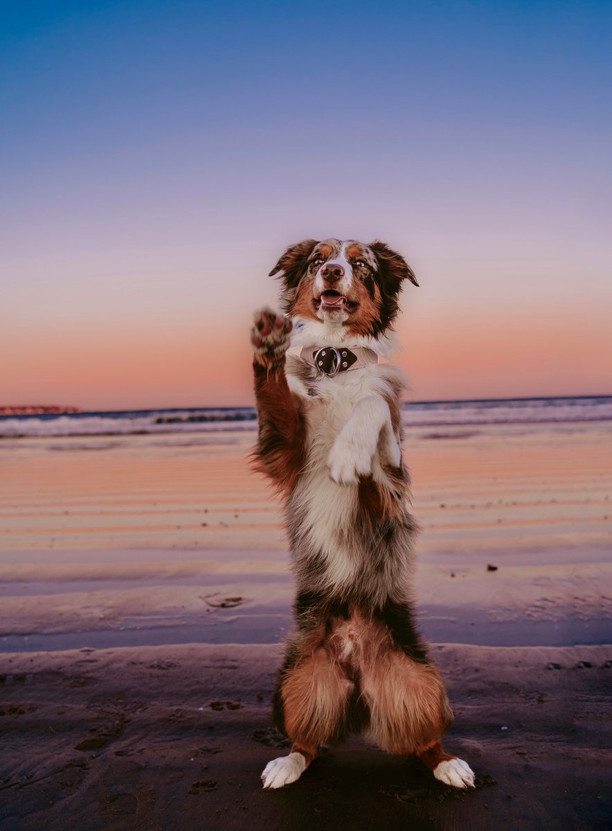#twitterdogcommunity saw it first. 👀 #dogs #dogsoftwitter #sunsets