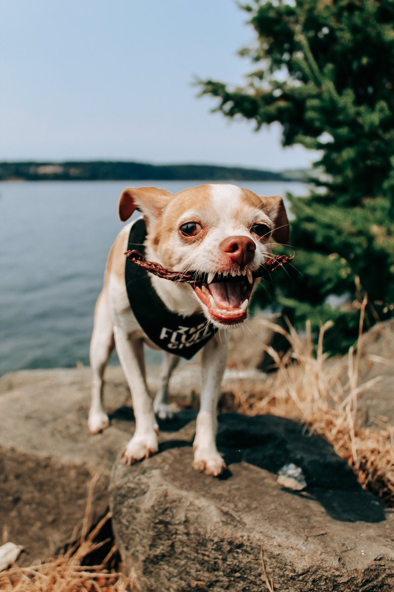 @barkuterieboard A few of my favorite cronchy shots 😍