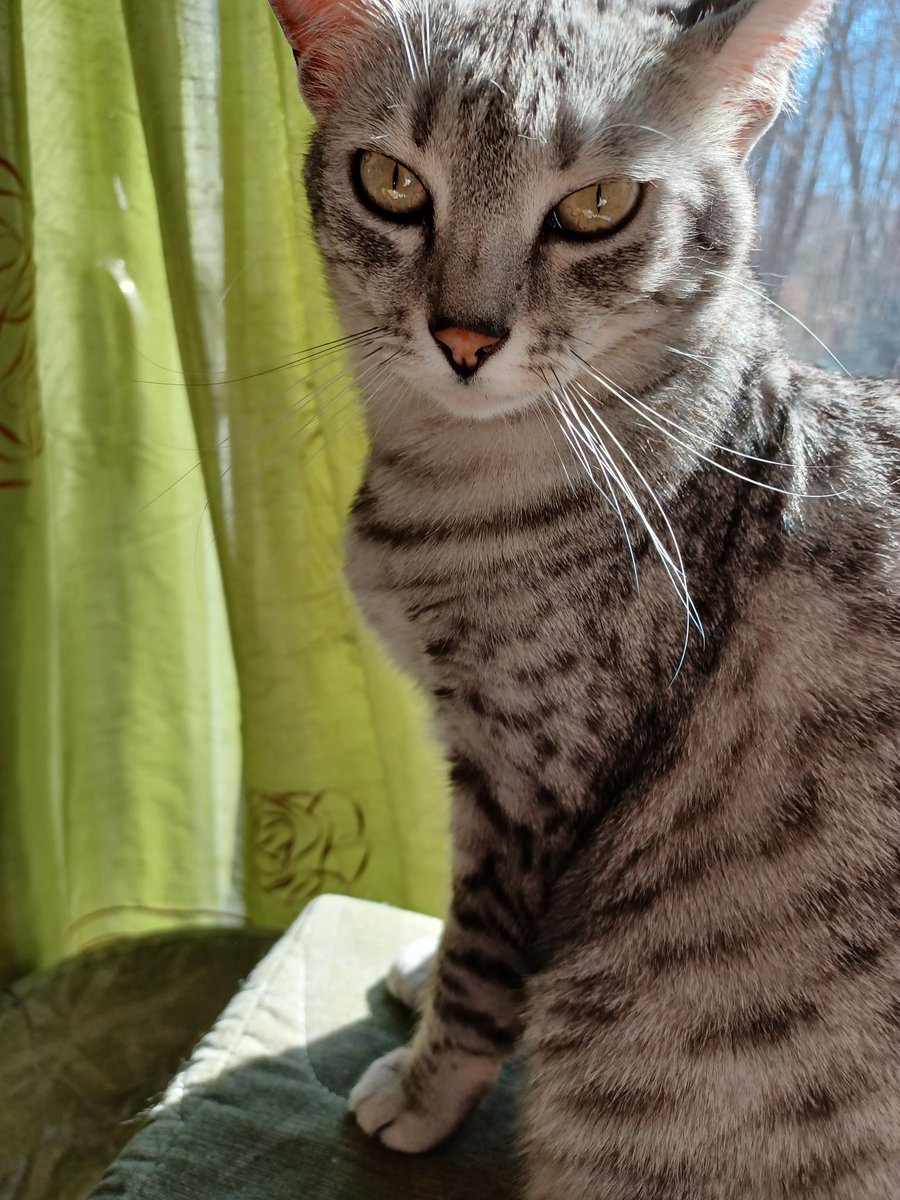 AnnaLilyAnnette's tweet photo. One of those moments when she creates a peaceful vibe.#lovecats https://t.co/UTpOrp9U9F