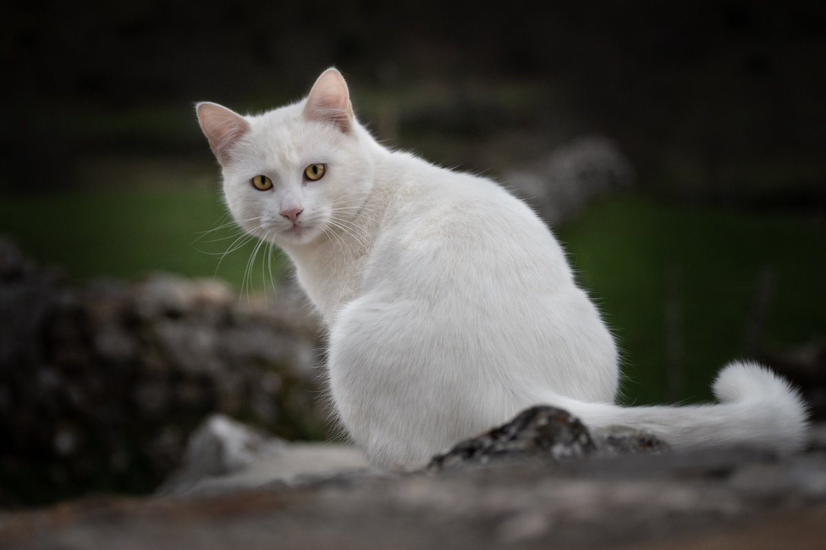 An old picture I took of this little guy back on 2020 
#twitterdogcommunity but it's a cat 😂