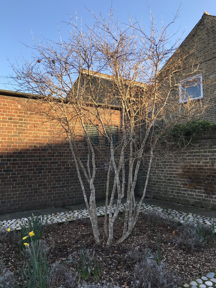 Pleasure to meet such a great bunch of enthusiasts caring for urban green space on housing estates. These urban sites are so important for wildlife and people.
Keep up the great work @rgalpinstudio @CgnWalworth 👏🏽👏🏻👏🏾.
The pomegranate looks great too.