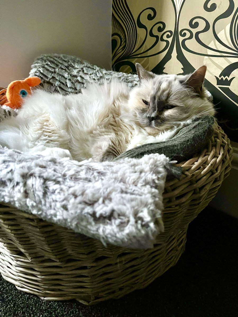 Prince Toby & Princess Betty #OTRB tweet media