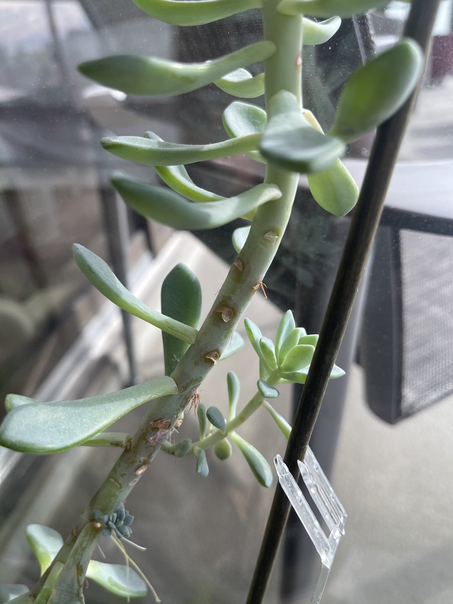 My champion succulent is producing babies. It’s not worrying about this war the way I am.
