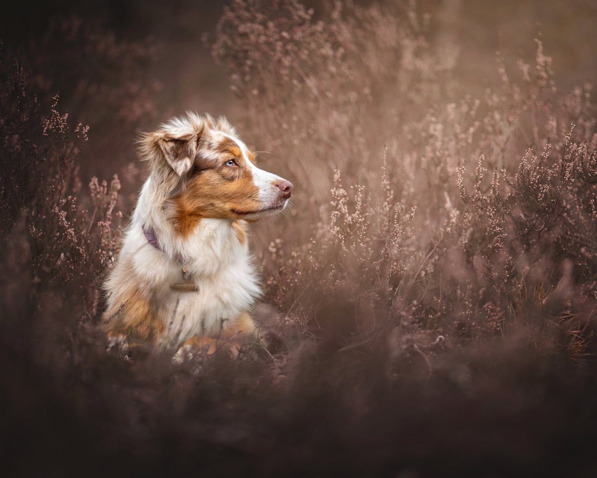 I never really know what to do with my photography of other dogs on IG, do I just post them on Keira’s page? Do I create a photography account? Well here on Twitter I feel like I can just post whatever I want! #twitterdogcommunity #dogsoftwitter #dogphotography