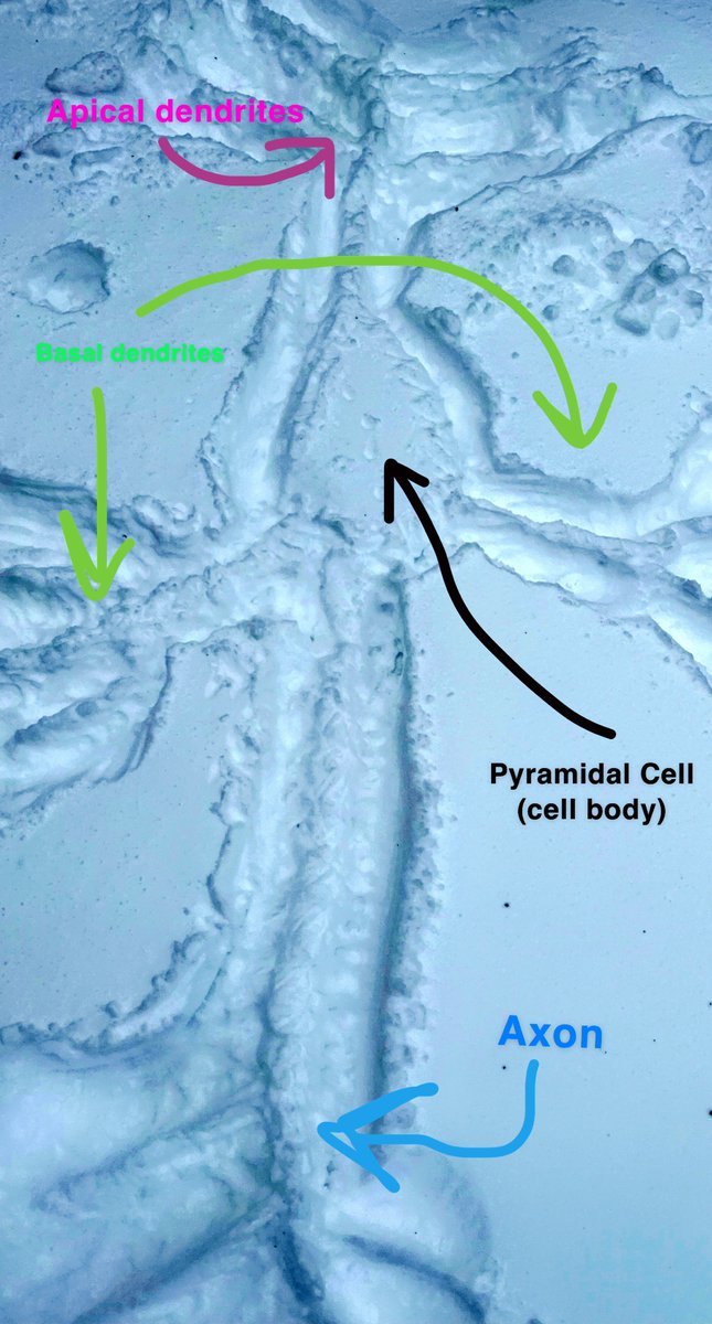 UticaBiology's tweet photo. More #neuroscience #snowsculptures from our snow day Friday! These frosty #neuroanatomy works of art include a #pyramidal cell by Emma Broedel and a life-size #cerebellum by @lyss_vb_sb Alyssa Raniewicz! https://t.co/1SGeo6NpkN