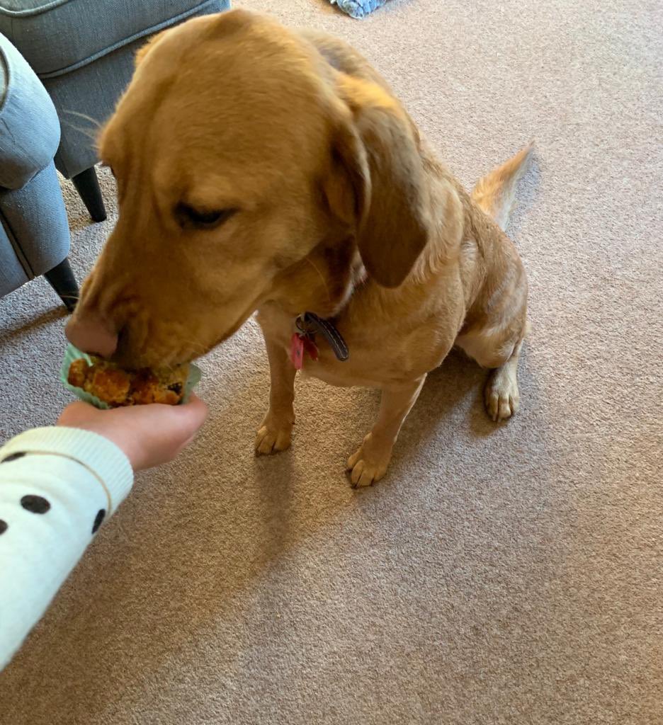Molly enjoying her #doggy muffin today. #Sunday #love #happy #cakes #welovedogs #dogsoftwitter #dogs #yummy