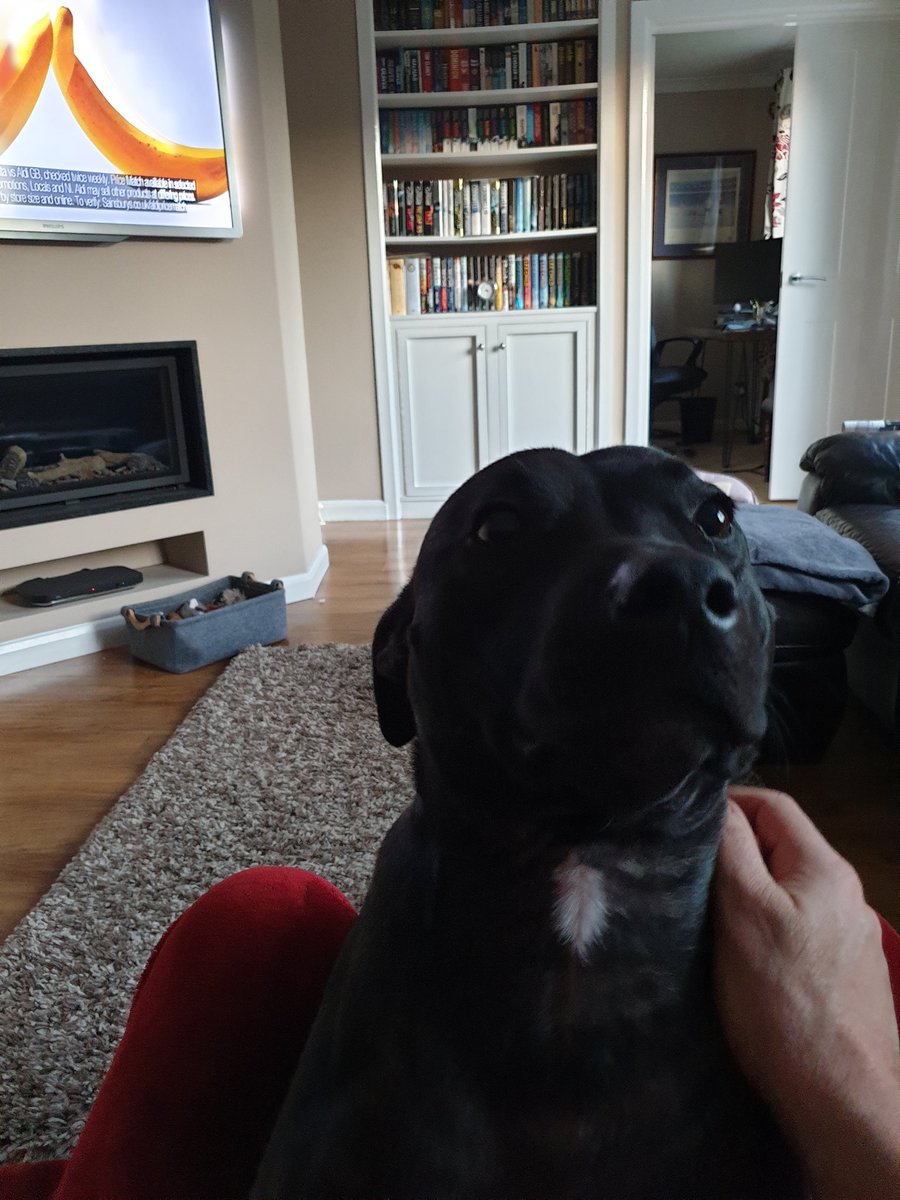 Rolo The Staffy tweet media