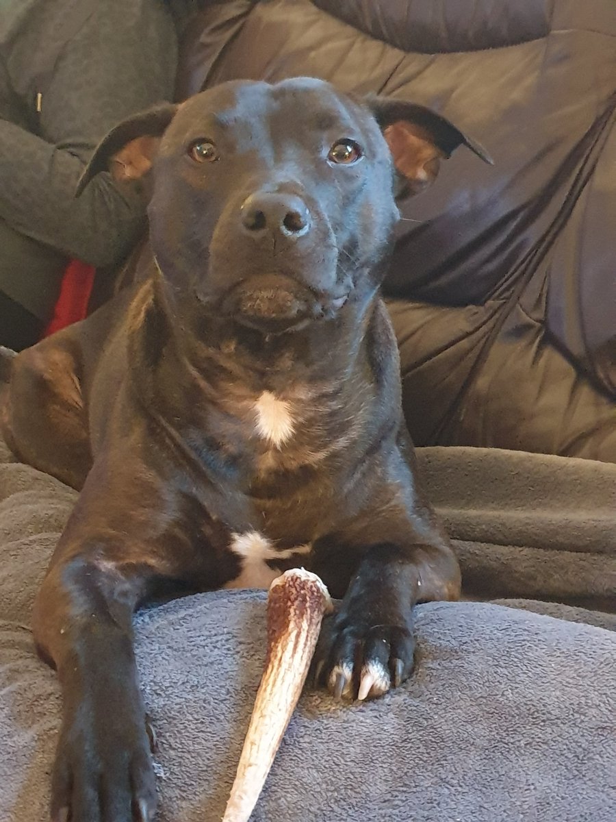 Rolo The Staffy tweet media