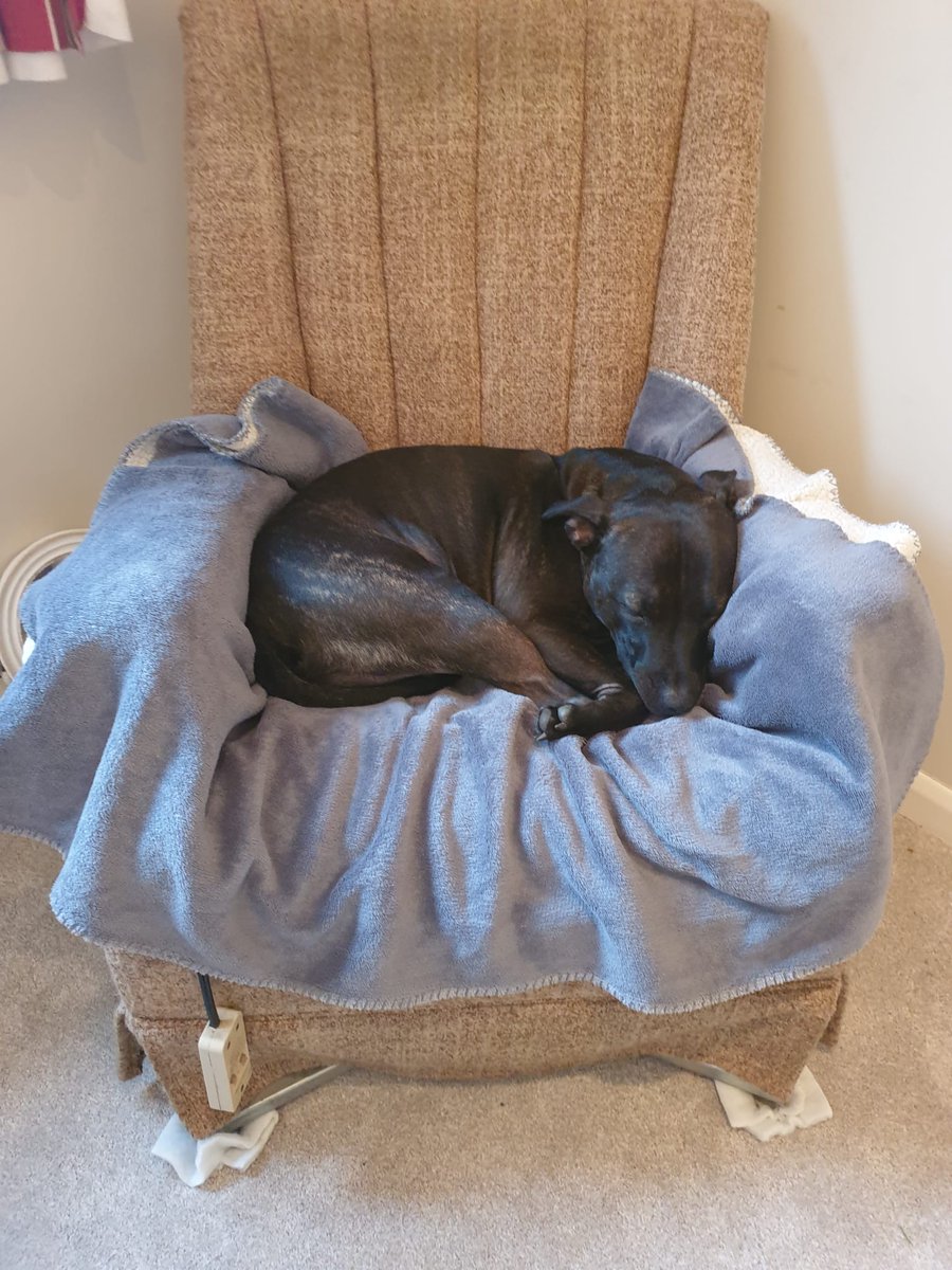 Rolo The Staffy tweet media