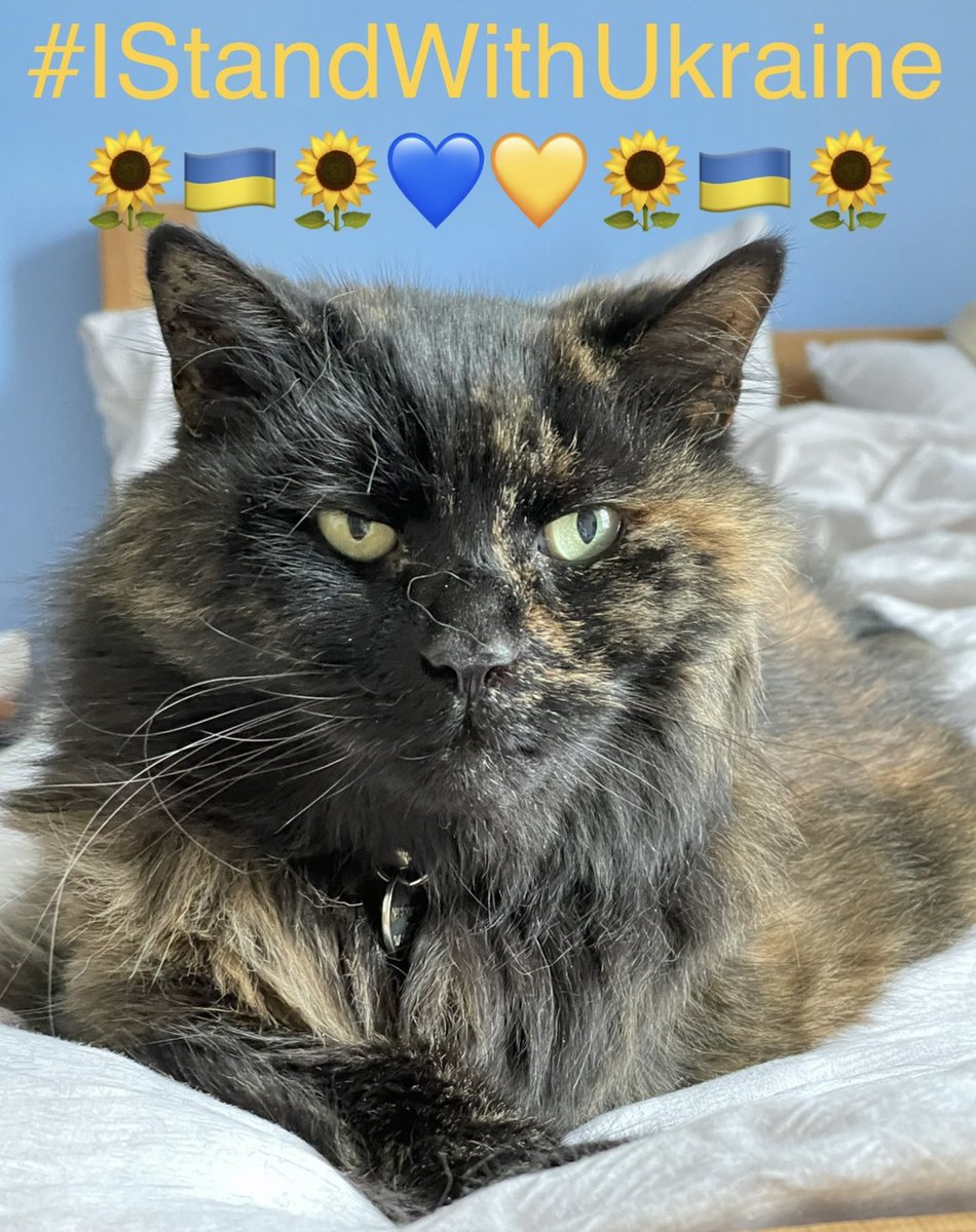 Shaun Young/PA to Hetty🌈 our floof-cat 🕊️ tweet media