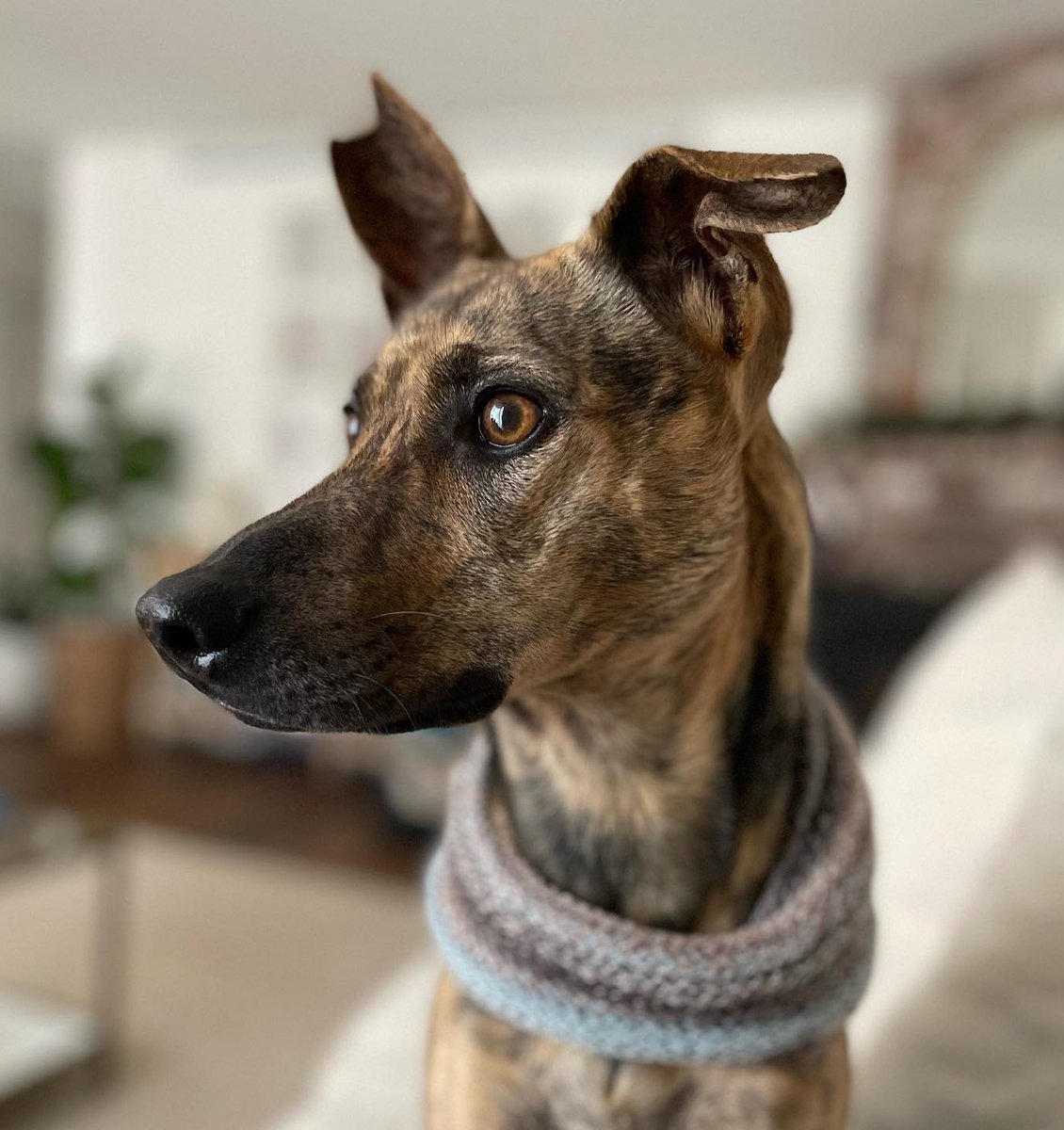 wowiedogs's tweet photo. This beauty is Tallula modeling her handmade snood from Wowie Dogs! Isn't she gorgeous! You could have one too furends . . . 

https://t.co/BfzxrR3FqY

#wowiedogs #teddyandtallula #dogsnoods #dogs #handmade #capecodhandmade #capecod #rescuedog #rescuedogsofinstagram @teddstergram https://t.co/OYvkagnzpw