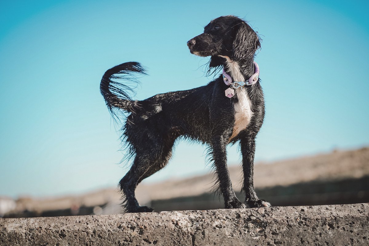 𝕀𝕞𝕡𝕣𝕠𝕞𝕡𝕥𝕦 𝔹𝕖𝕒𝕔𝕙 𝕨𝕒𝕝𝕜 💛⁣
⁣
What a perfect day for a walk on the beach, it was Bonnie’s first time too! She just loved the sea and the sea
⁣
Miley wears her STUNNING triple layer collar from instagram.com/c.i.collars 🤩

#twitterdogcommunity