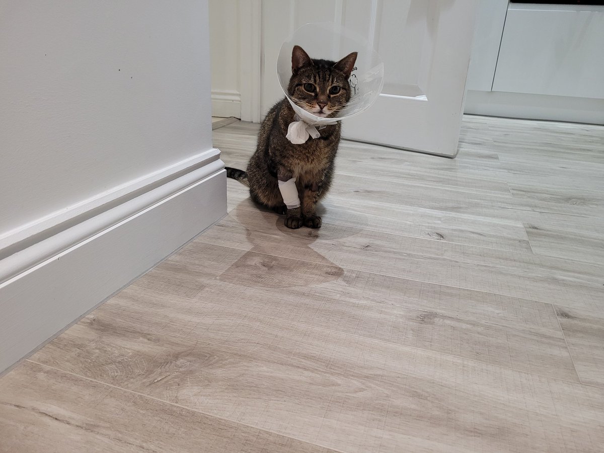 StevesTechShed's tweet photo. Bloody (literally) pets! This little boy is costing me a fortune at the moment getting into fights 🙄 #PoorBilly https://t.co/UkyfhT5K1f
