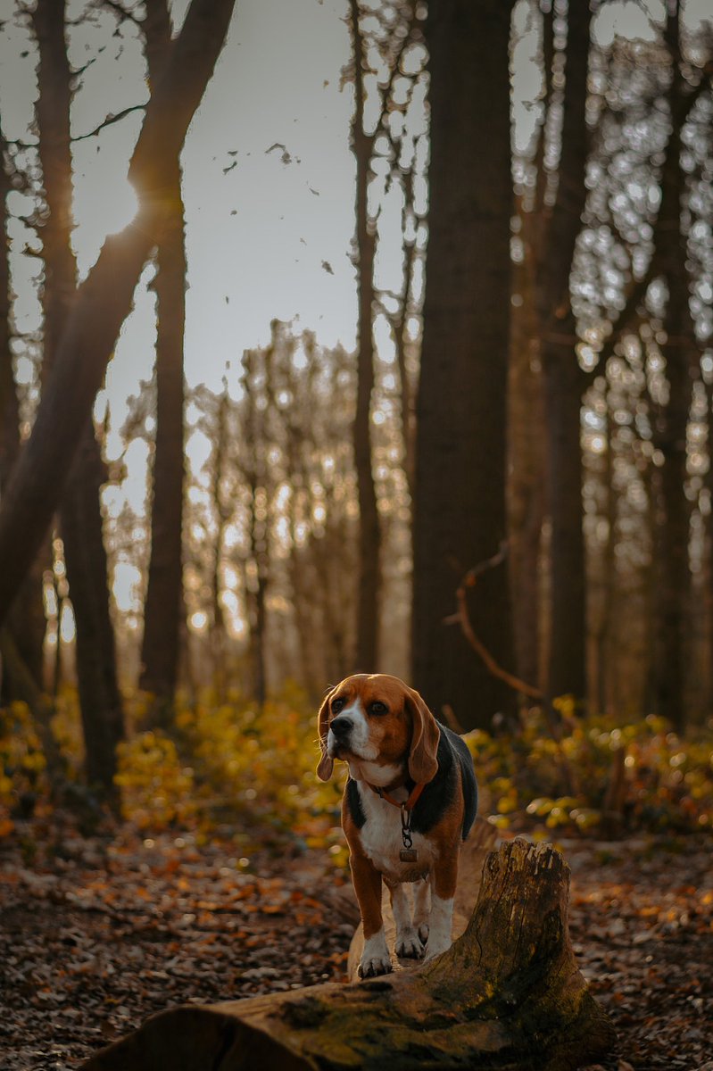 How was your Sunday? So happy with those sunny days. 🤩 #dogtwittercommunity #doglovers #sunnyday