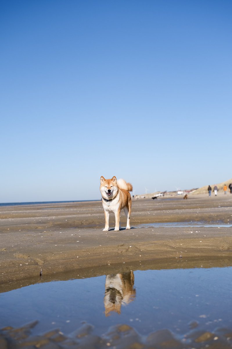 If this doesn’t scream happiness I don’t know what does! We spend the day at the beach today and loved it! 🥰
#DogsofTwittter #twitterdogcommunity #shiba #beachdog