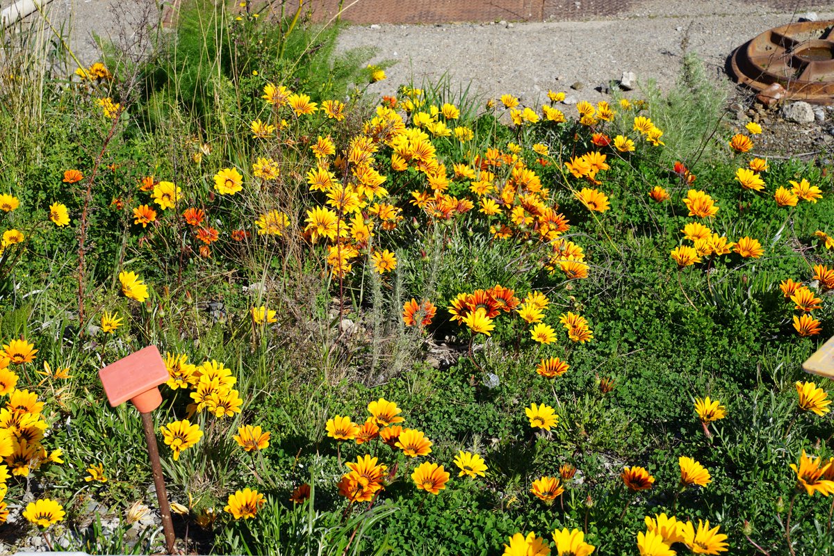 Pier70sf's tweet photo. A little cleanser for your feed: a carpet of flowers at #Pier70. 🌼🌸☀️ Wishing everyone a peaceful Sunday. #SanFrancisco #SFPort # https://t.co/a6x3WYFRmg