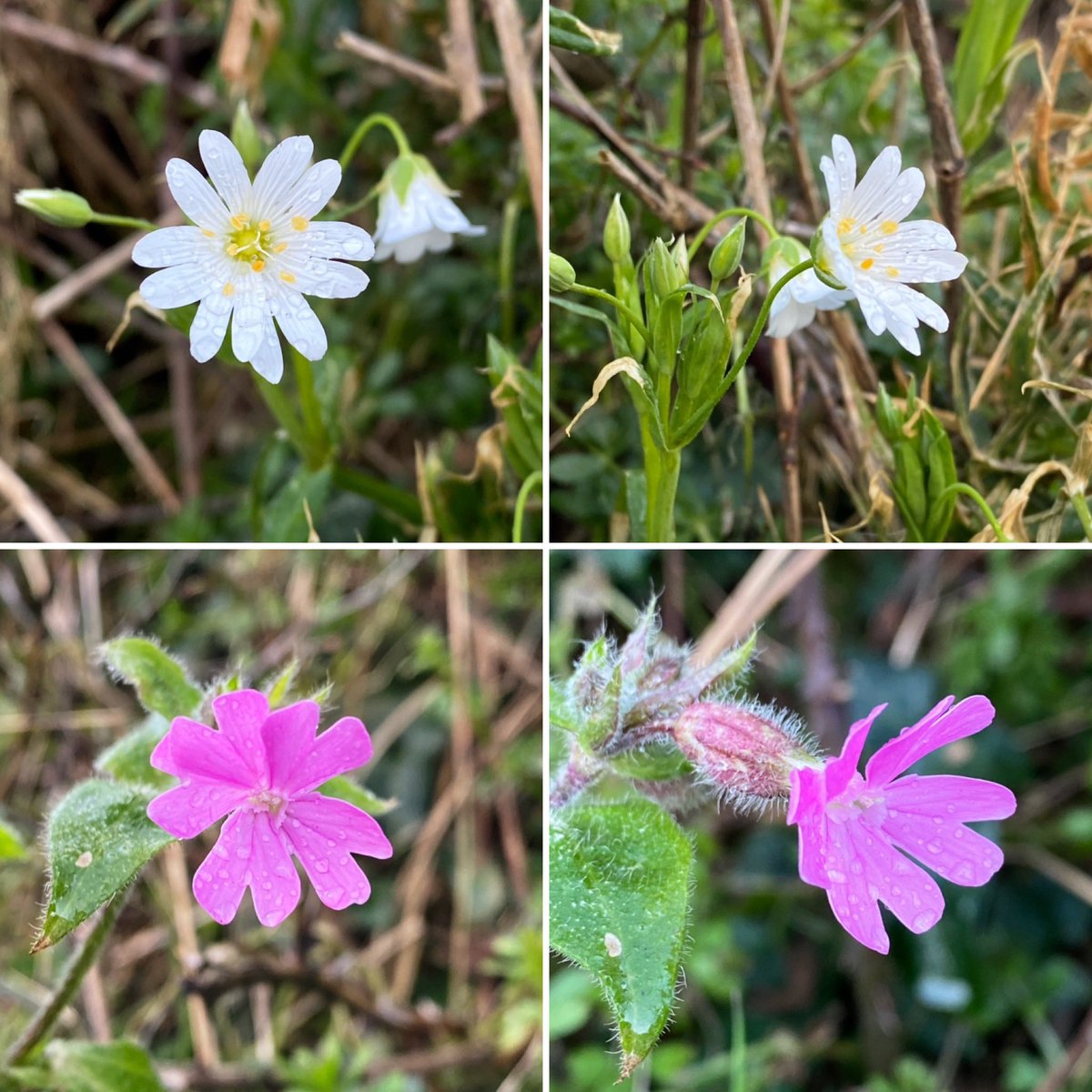 Two members of the Caryophyllaceae, or Pink, family from this weekend’s warmth.

Red Campion (Silene dioica), whose pink flowers bloom all year in Cornwall. And Greater Stitchwort (Stellaria/Rabelera holostea), a star-like signal of spring and warming days. 

#WildflowerHour