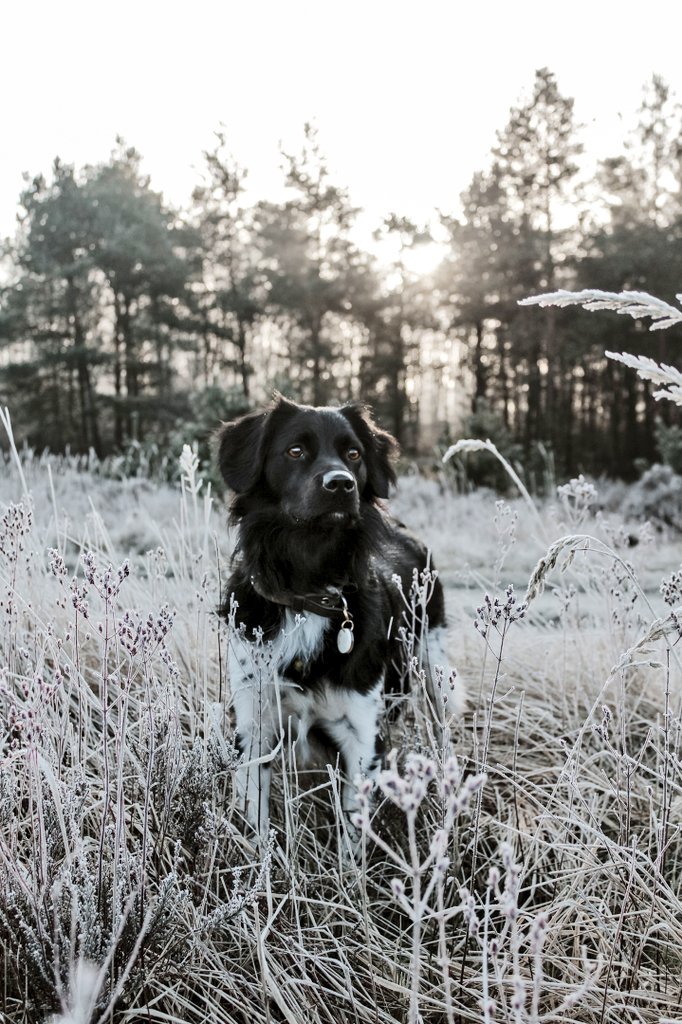 After the last turbulent weeks we had beautiful weather this weekend, clear sky with a nice sun, felt like spring is already around the corner!

little moments of joy 🥰
#DogsofTwittter #twitterdogcommunity #adventuredog #dogs #dogphotography